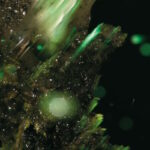 Abraham - idsungwüssä