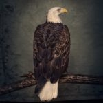 Clutch – Book Of Bad Decisions